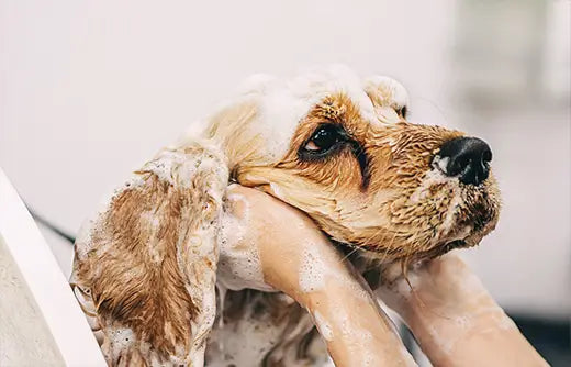 A small dog being gently held during bathing