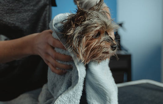 Small terrier being towel dried on a grooming table after a bath